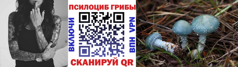 hydra как зайти  купить наркотик  Северск  Псилоцибиновые грибы Cubensis 